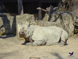 Tiergarten Schönbrunn am 05.03.2026